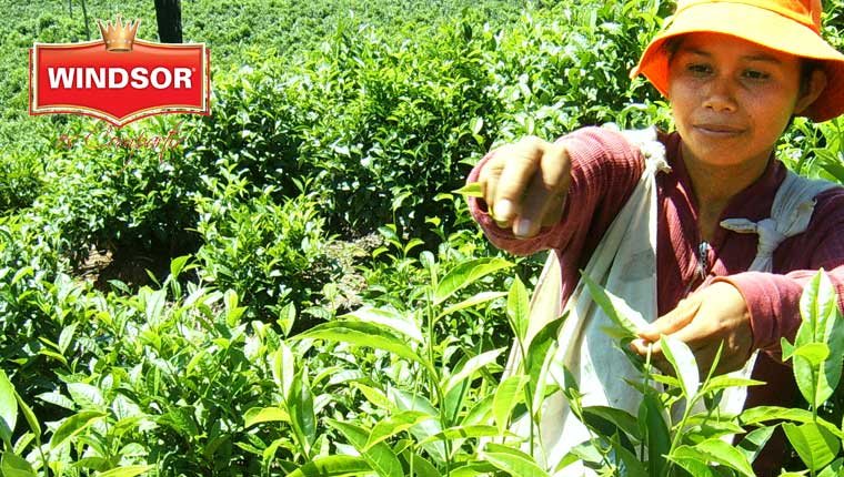 Cosecha de té